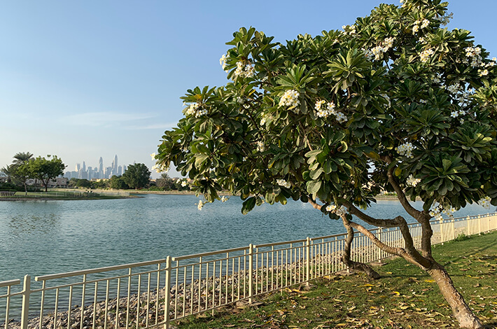 Pond Park at Al Barsha